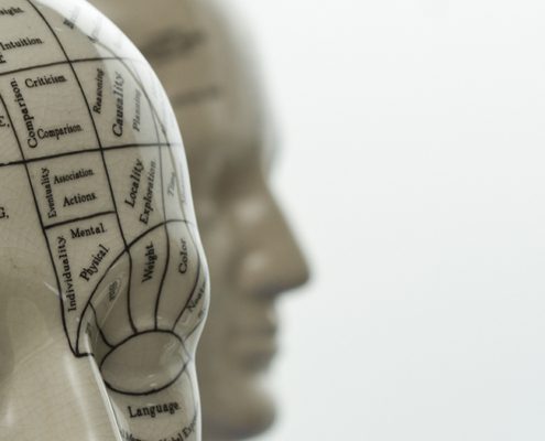 Close-up of phrenology head model with labeled brain areas, featuring two ceramic busts in profile against a light background.