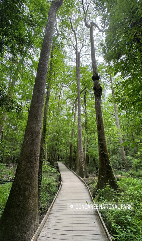 A wooden boardwalk winds through lush green forest at Congaree National Park, surrounded by towering trees under a bright, overcast sky.