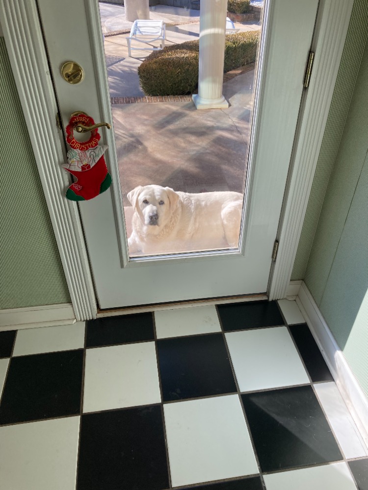 A Labrador is outside a glass door with Christmas decor. The floor has a black-and-white checkered pattern. Sunny day visible outside.