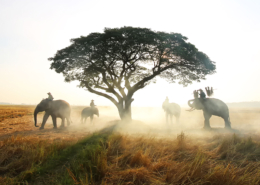 Africa