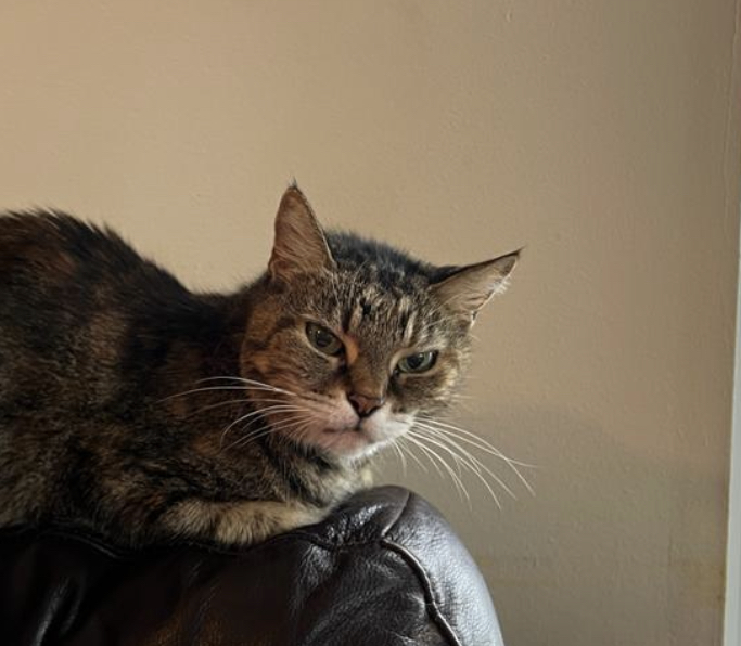 A tabby cat relaxes on a dark leather surface against a plain wall, gazing forward with an alert expression.