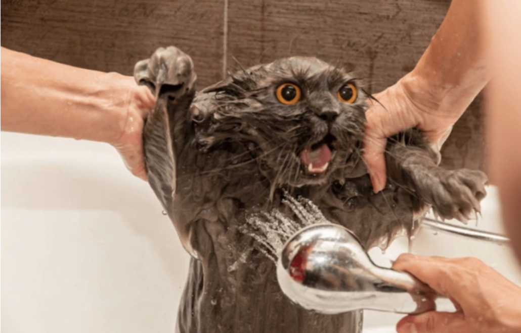 A startled cat is being bathed by a person using a handheld showerhead, with water splashing around.
