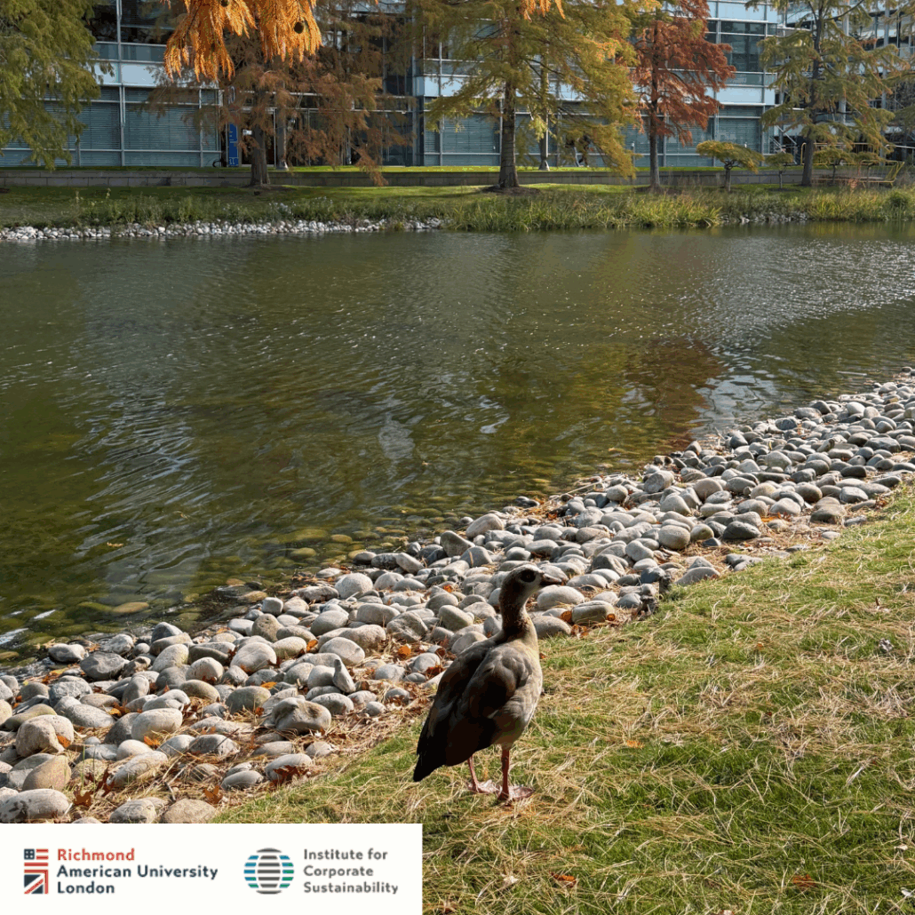 A duck stands by a pond with trees and a modern building in the background, under a clear sky. Richmond logos are visible.